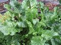 Variegated Horseradish / Armoracia rusticana 